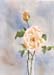 Peace Rose with Bud