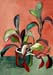 Philodendron