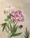 Pink & Purple Roses