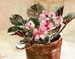 Pink African violet