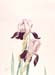 Pink Irises