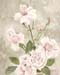 Pink Roses
