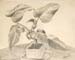 Plant Study in Pencil