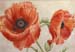 Poppy