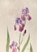 Purple Irises