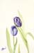 Purple Tulips