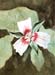 Red & White Passion Flower