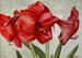 Red Amaryllis