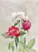 Red and White roses