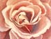 Rose Patterns
