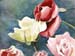 Roses
