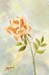 Single Orange Rose