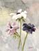 Three Anemones