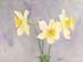 Three Daffodils