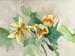 Tropical Flower