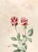 Two Roses