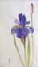 Violet Iris