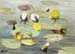 Water Lillies