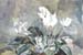 White Cyclamen
