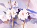 White Hollyhocks