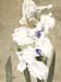 White Iris