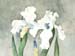 White Irises