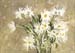 White daisies