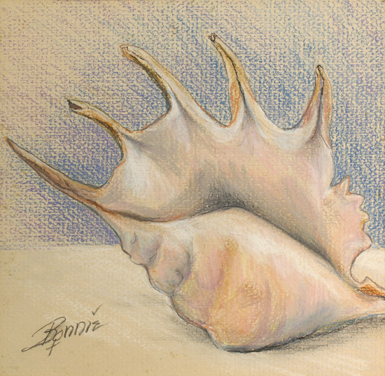 Conch Shell