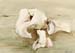 Bones