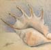 Conch Shell