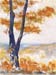 Autumn Maple