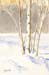 Birches in the Snow
