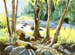 Stream Through the Trees